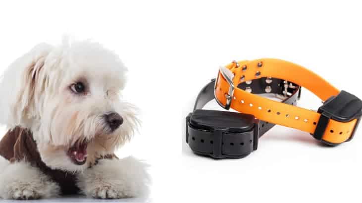 SPCA-Led Group to Review Shock Collars in Dog Training