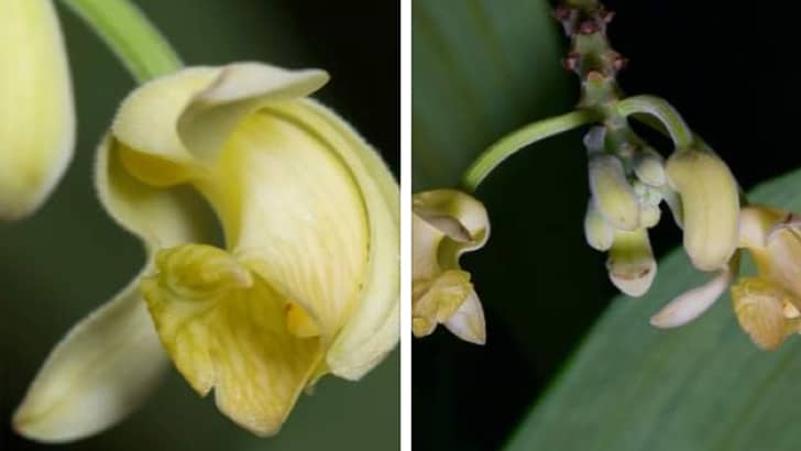 New Orchid Species in Singapore - Image via Facebook (Desmond Lee)